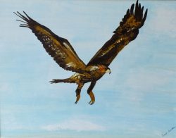 Clare Condon Irish Art: Golden Eagle, in flight. acrylics on Canvas.