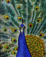 Clare Condon Irish Art: Peacock, close up, Acrylics on Canvas.